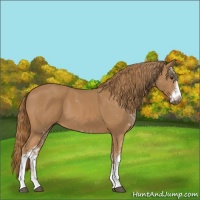 Horse Color:Chestnut Sabino