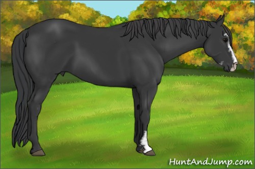 Horse Color:Black Sabino