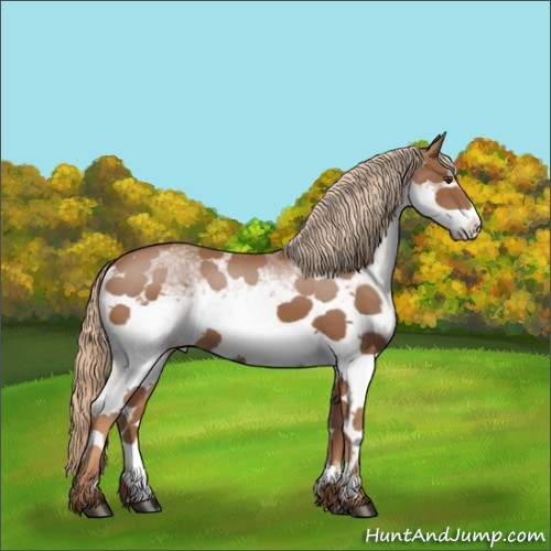 Horse Color:White Spotted Chestnut 