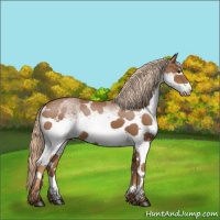 Horse Color:White Spotted Chestnut 