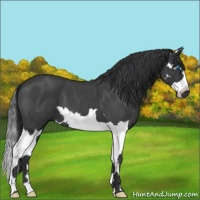 Horse Color:Blue Roan Splash 