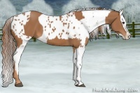 Horse Color:Chestnut  and Chestnut Blanket 