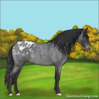 Horse Color:Blue Roan Appaloosa 