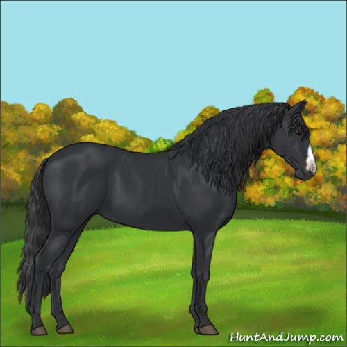 Horse Color:Black 