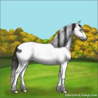Horse Color:White Spotted Black Splash Frame