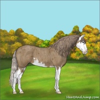 Horse Color:Chocolate Palomino Roan Splash 