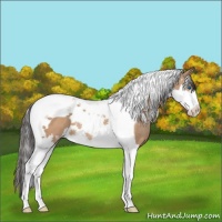 Horse Color:Amber Champagne Splash Tobiano