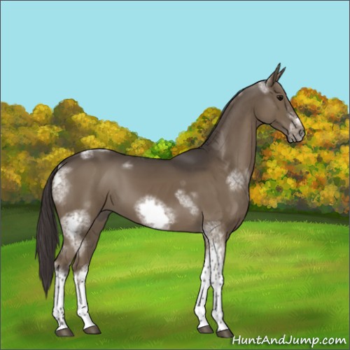 Horse Color:White Spotted Smoky Black Tobiano Frame 
