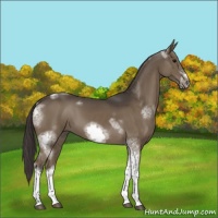 Horse Color:White Spotted Smoky Black Tobiano Frame 