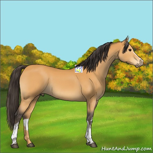 Horse Color:White Spotted Buckskin Sabino 