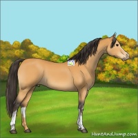 Horse Color:White Spotted Buckskin Sabino 