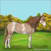 Horse Color:White Spotted Red Dun Tobiano Rabicano