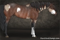 Horse Color:Bay Dun Frame Rabicano  and Bay Rabicano 