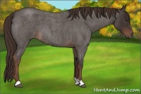 Horse Color:Liver Red Roan 