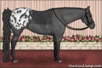 Horse Color:Black Appaloosa 