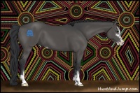 Horse Color:Black Sabino 
