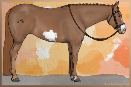 Horse Color:Chestnut Frame