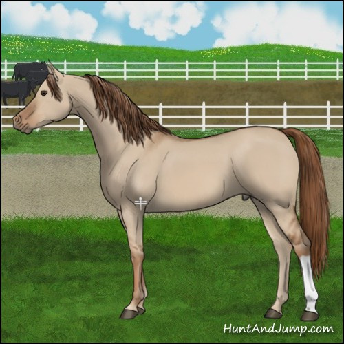 Horse Color:Red Dun 