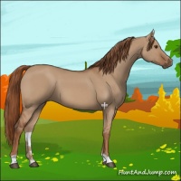 Horse Color:Red Dun 
