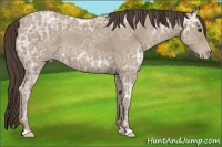 Horse Color:Classic Champagne Ice 