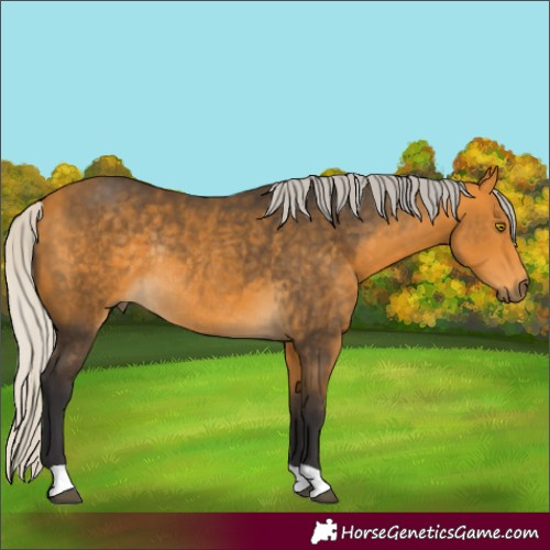 Horse Color:Silver Buckskin Rabicano 