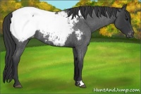 Horse Color:Blue Roan Appaloosa 