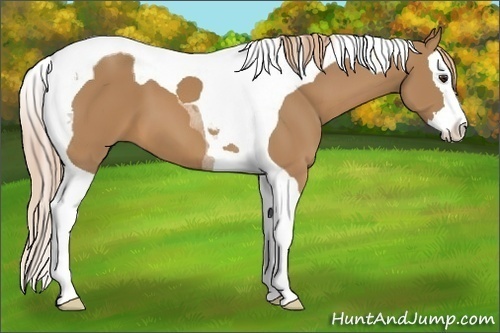 Horse Color:Chestnut Splash Tobiano 