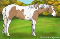 Horse Color:Chestnut Splash Tobiano
