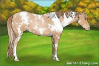 Horse Color:White Spotted Chestnut Pearl 
