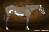 Horse Color:Smoky Grullo Roan Frame Appaloosa 