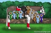 Horse Color:Liver Chestnut Splash 