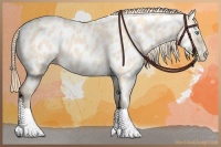Horse Color:Perlino Appaloosa 