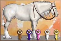 Horse Color:Cremello Dun Appaloosa 