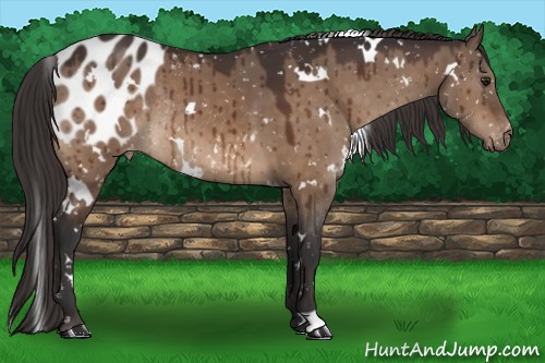 Horse Color:White Spotted Brown Dun Appaloosa Rabicano 