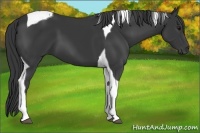 Horse Color:Black Tobiano 