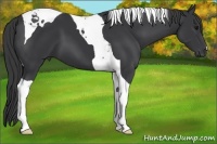 Horse Color:Black Tobiano 