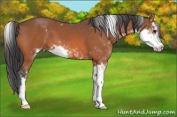 Horse Color:Bay Sabino