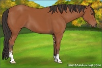 Horse Color:Bay Sabino 