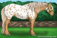 Horse Color:Palomino Appaloosa