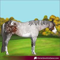 Horse Color:Liver Chestnut Appaloosa