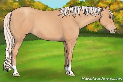 Horse Color:Silver Amber Champagne 