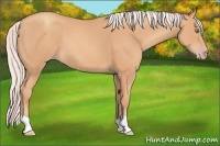 Horse Color:Silver Amber Champagne 