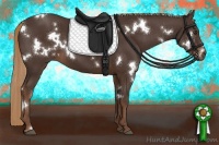 Horse Color:White Spotted Liver Chestnut 