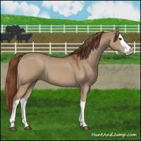 Horse Color:Red Dun Splash 