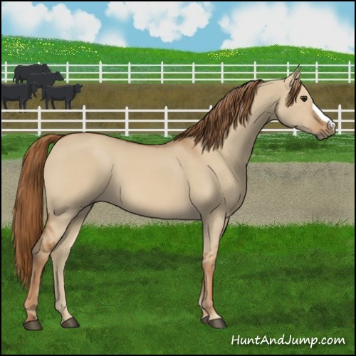 Horse Color:Red Dun 