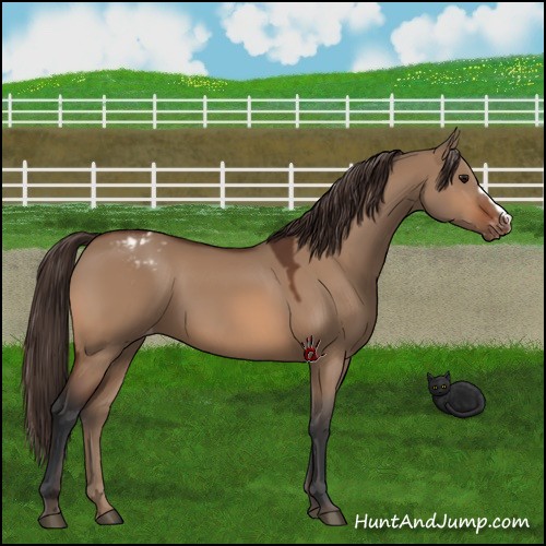 Horse Color:Bay Dun Varnish