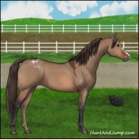 Horse Color:Bay Dun Varnish