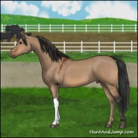 Horse Color:Bay Dun 