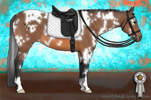 Horse Color:White Spotted Bay 
