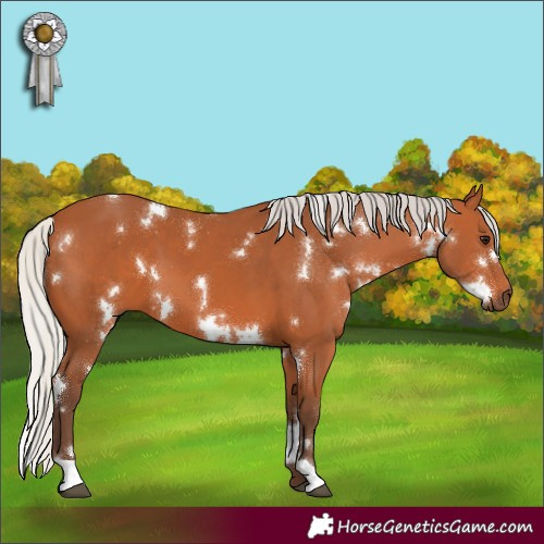 Horse Color:White Spotted Silver Bay